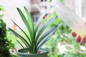 吃点“麻酱”，君子兰长势迅猛，半年蹿了3对叶视频封面