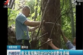 崇义发现胸径达50公分的野生赤楠视频封面