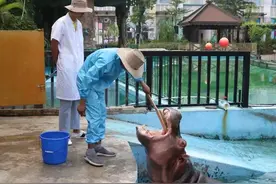 为2吨巨型河马刷牙，动物明星体检只为备战研学营图片