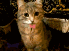 拔罐前能涂身体乳么