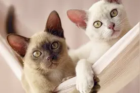 猫为啥总跟自己尾巴过不去，追着自己的尾巴咬，网友：自娱自乐视频封面