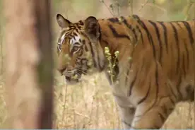 难得一见的老虎捕猎过程是怎样拍摄出来的