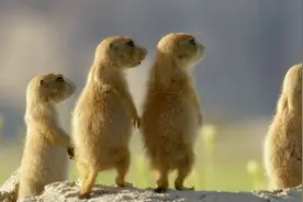 信仰可不是人类才有，看看土拨鼠们成群祭拜太阳，你就知道了