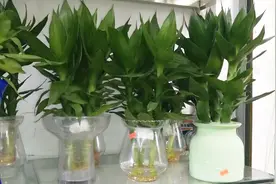 富贵竹远离三个位置，“不烂根 不黄叶”，让家庭和睦幸福视频封面