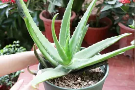 芦荟太大长弯了腰，狠心一刀“砍”，侧芽蹭蹭挤满盆视频封面