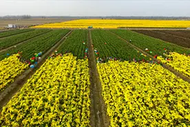 黄河畔的 “花村”：蔬菜、花卉、旅游三丰收视频封面