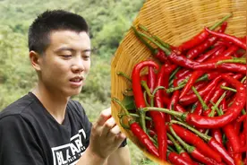 据说贵州人最能吃辣，欢子摘这么多红辣椒，在线等网友建议吃法视频封面