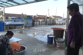 清晨的东北小村庄，二条家一早在干啥？悠闲的农村生活轻松自在！视频封面