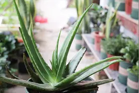 芦荟烂根后不要扔，“狠心”剪一刀，来年也能爆满盆视频封面