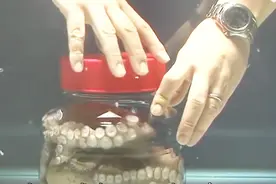 把章鱼关在瓶子里，下一秒反应亮了，章鱼：我不出去，但是我能视频封面