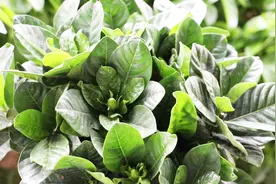 栀子不开花，埋点“干脆皮”，花苞“狂冒”视频封面