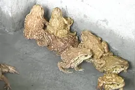 癞蛤蟆浑身是宝！蟾衣能抑癌防癌，农村大哥养殖癞蛤蟆年赚百万！视频封面
