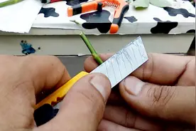 嫁接月季花，只需一个芽，操作简单，成活率高，自己培育多色树月视频封面