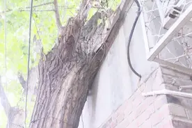 大树压屋存隐患 住户安全谁来管？视频封面