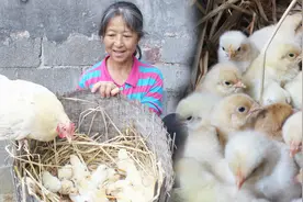 农村母鸡孵化小鸡，21天跟踪拍摄全过程，萌呆了收藏给宝宝教育看视频封面
