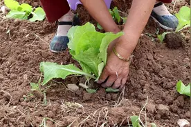 菜地种白菜，爷爷奶奶传授小业50年种菜秘诀，听着真简单！