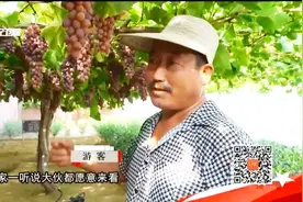 一颗藤结千斤果，了解一下？视频封面