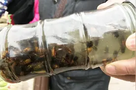 马蜂泡酒喝，对身体都有哪些好处？