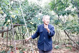 在农村种1亩半地苹果园子，一年能挣多少钱？农村大爷告诉你收入视频封面