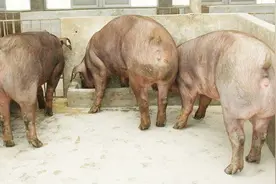 世界上最强壮的猪：肌肉发达结实，口感可以媲美野猪！视频封面