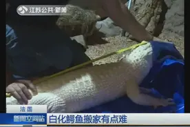 水族馆内5米长鳄鱼成“网红” 通体雪白十分漂亮 但却晒不得太阳视频封面
