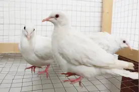 你知道魔术鸽长什么样吗？农村小伙做了一个鸽笼用来养魔术鸽