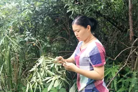 山上不起眼的臭子（苍山子），农村姑娘将它制成中药，药效还很灵视频封面