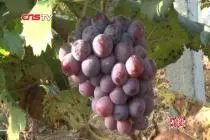 探访邵阳县双杏村：产业扶贫硕果累累 瓜果飘香村民受益视频封面