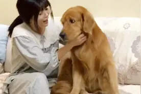 金毛在睡觉，妈妈给其屁股上来了一下，其醒后那懵了的表情，好逗视频封面