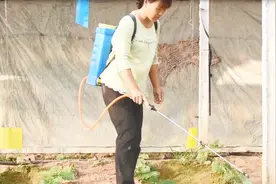 种植黄瓜，农民偷偷用上红糖加尿素，不花钱不生病，真实用视频封面