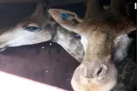 把非洲长颈鹿运到中国需要几步？20只南非长颈鹿国庆翘首迎客视频封面