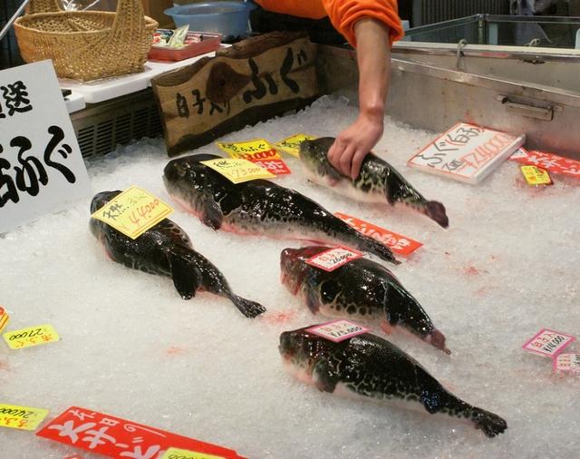 想吃河豚？这里有一份正确的河豚食用指南请注意查收