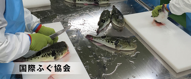 想吃河豚？这里有一份正确的河豚食用指南请注意查收