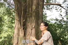 1000多年的红豆杉，国家一级重点保护野生植物，见到不要乱砍伐视频封面