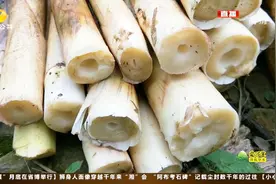 永州蓝山：大山里的馈赠 八月笋采摘正当时视频封面