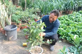 家里竟然可以养“宝莲灯”，你知道这种植物的养殖方法吗？学习了！视频封面