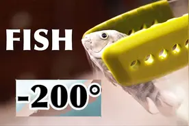 鱼被零下200度液态氮冰冻，解冻后竟然活着，你知道其中的原理吗视频封面