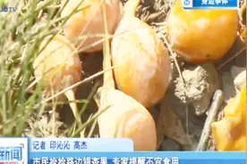 市民捡拾路边银杏果 专家提醒不宜食用视频封面