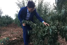 王者农民⑤｜果树技术狂杨良杰：打通推广“最后一公里”图片