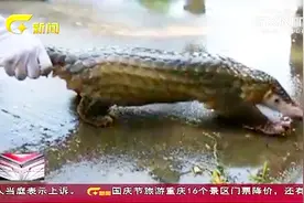 东兴海关：查获涉嫌走私入境活体穿山甲16只 这是今年第四起！视频封面