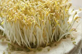 在家发豆芽 方法简单靠谱 三个要点 一次成功