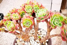 云南多肉植物欣赏：埃斯梅拉达缀化老桩，比得过玫瑰！视频封面