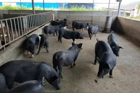 生态农业+休闲旅游助推产业扶贫图片