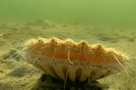 扇贝在大海里是怎么游泳的？第一次见扇贝游泳，这姿势太魔性了