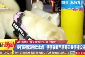 宠物都有自己的游乐园了！众多游乐设施让狗狗玩的不亦乐乎视频封面