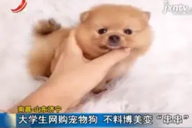 南昌-山东济宁：大学生网购宠物狗 不料博美变“串串”视频封面