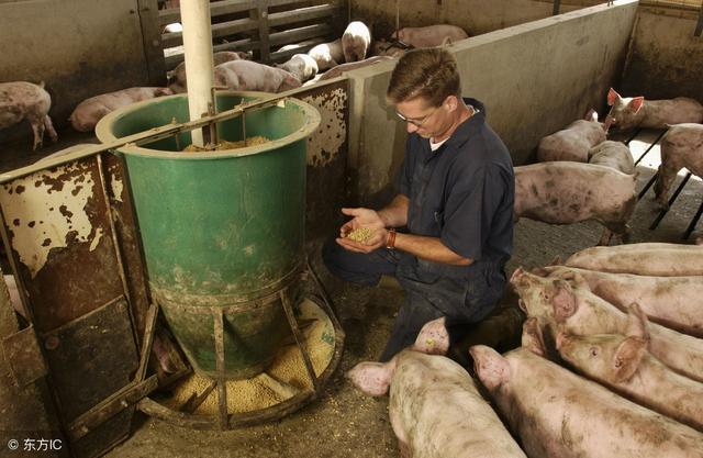 今日养猪，一个好消息，一个坏消息，养猪人都有必要了解