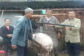 四川泸州：大舅家卖3头瘦肉型毛猪，这个价格高吗，还是抢手货