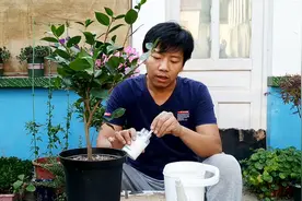 茶花五色赤丹缓苗成功，浇水加点“它”，花苞蹭蹭变大，很快开放视频封面