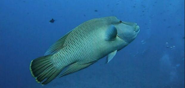 苏眉,一种被吃没了的观赏鱼!